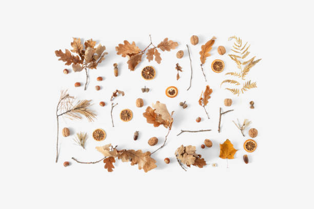 istock Top view dried leaves white background Autumn fall flat lay 1057550190