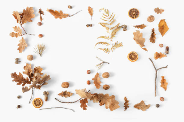istock Top view frame dried leaves white background Autumn fall flat lay 1057550196