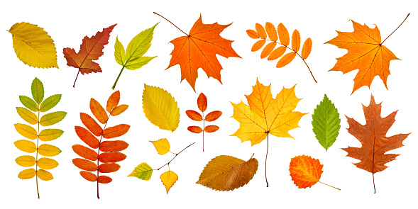 Set of colorful autumn leaves isolated on white background in high resolution