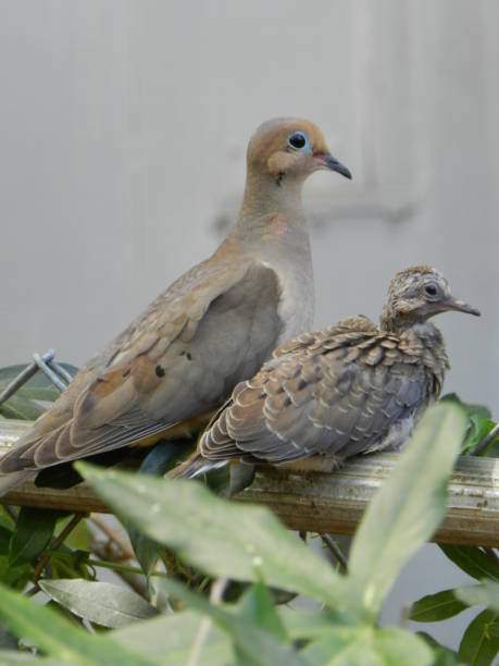istock Momma dove and baby 1057552218