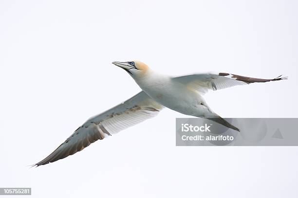 Sula Flying Stock Photo - Download Image Now - Gannet, Cut Out, Flying