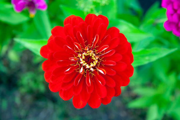 Red zinnia close up