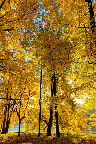 istock golden foliage of trees 1057554360