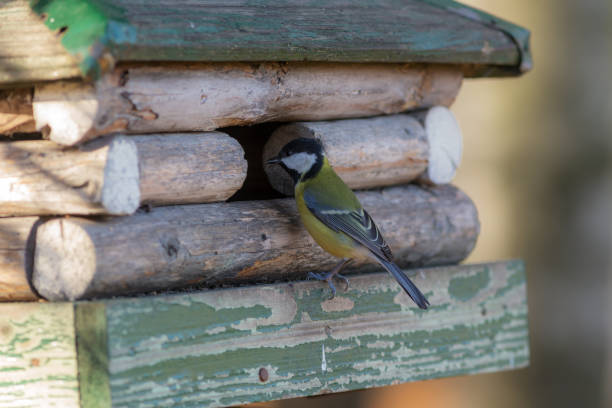 istock tit on a wooden house 1057556250