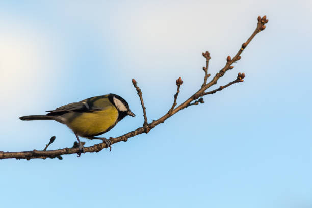 istock portrait of a tit 1057556278