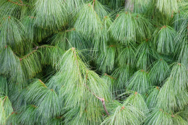 Background of branches of the Himalayan pine in park Background of branches of the Pinus wallichiana also known as Himalayan pine or Bhutan pine in park pinus wallichiana stock pictures, royalty-free photos & images