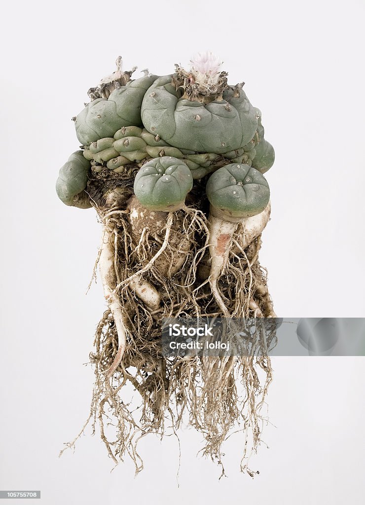 isolated  Lophophora williamsii  with roots  Peyote Cactus Stock Photo