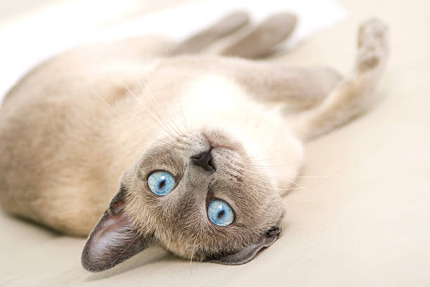 Playful Siamese Looking back Curiously stock photo