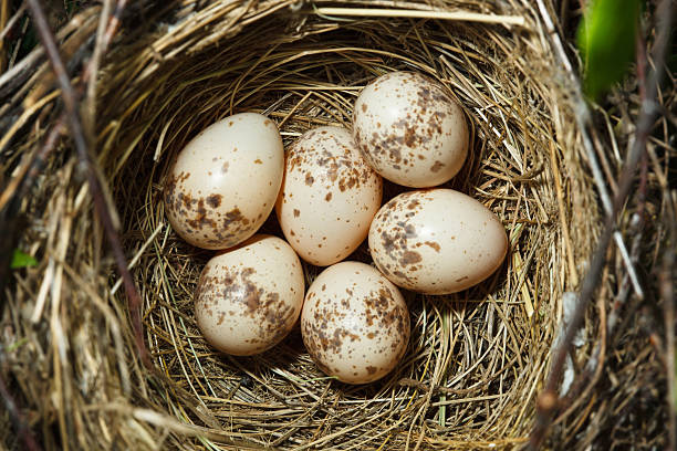 istock Common Shrike, Lanius collurio. Nest with eggs 105755766
