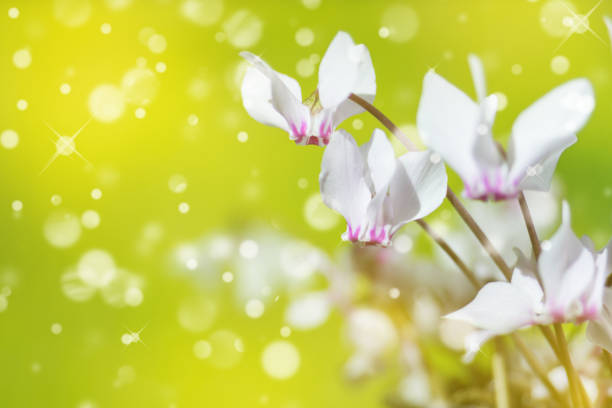 White flowers of wild cyclamen or alpine violet close-up against a blurred yellow-green background