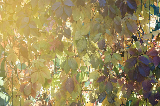istock Autumn city park fall colors, four seasons 1057559306