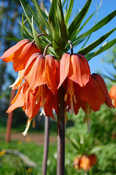 istock Orange imperial crown fritillaries 105755937