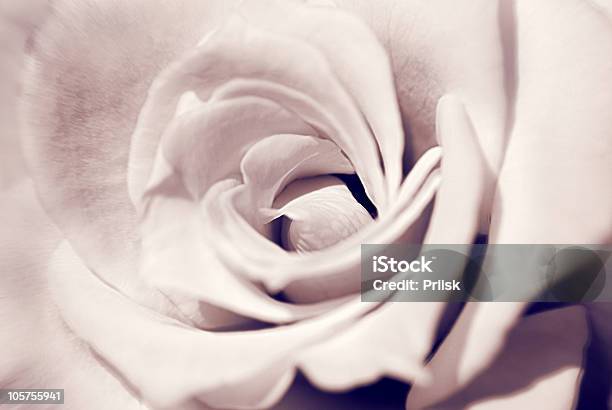 Rose Stock Photo - Download Image Now - Abstract, Beauty In Nature, Botany