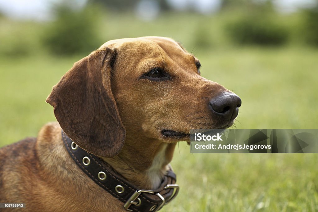 Dachshund retrato, Fotografia da Cabeça - Royalty-free Amizade Foto de stock