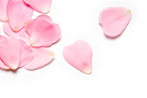 rosa rosenblüten - blütenblatt stock-fotos und bilder