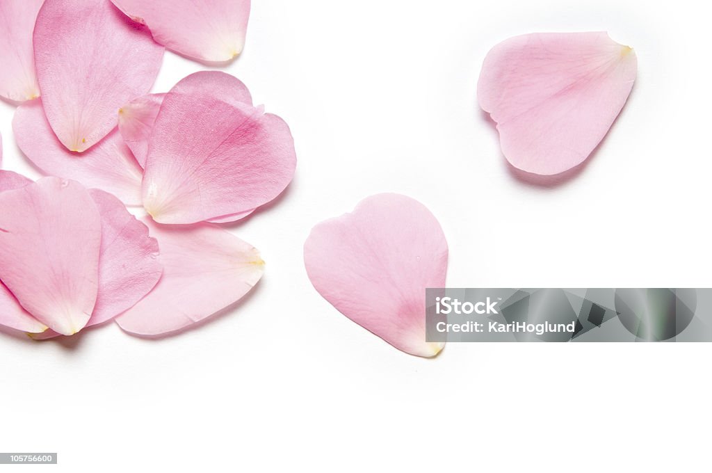 Pink Rose Petals Stock Photo - Download Image Now - Rose - Flower, Rose  Petals, Pink Color - iStock