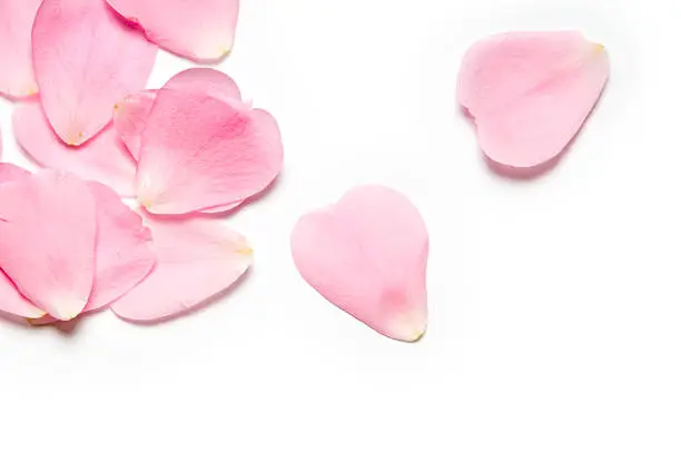 Photo of Pink rose petals