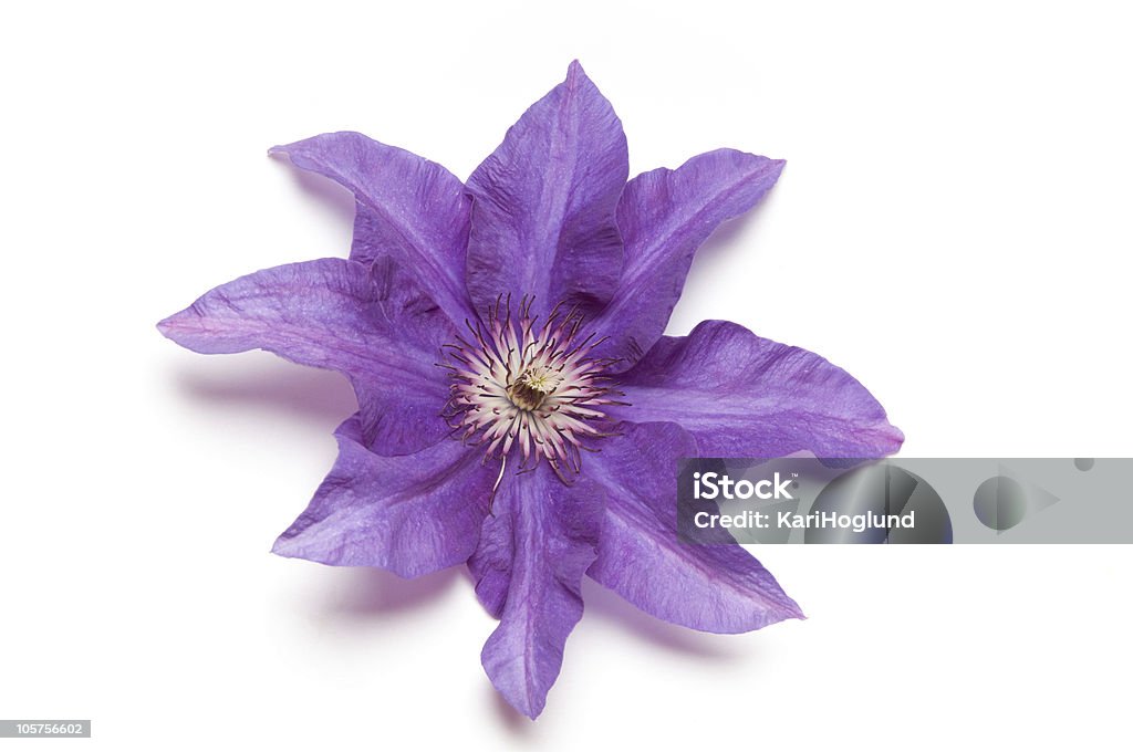 Púrpura clematis - Foto de stock de Belleza de la naturaleza libre de derechos