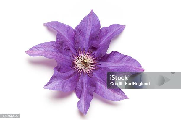 Púrpura Clematis Foto de stock y más banco de imágenes de Belleza de la naturaleza - Belleza de la naturaleza, Blanco - Color, Botánica