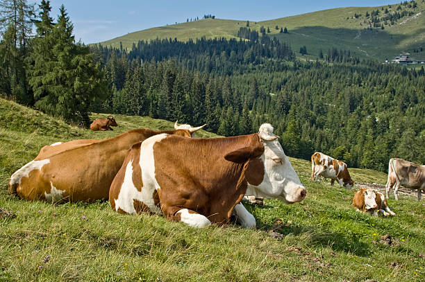 ruhen kühe auf einem berg viehweide - bergwiese stock-fotos und bilder
