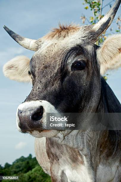 Portrait Of A Cow Stock Photo - Download Image Now - Cow, Domestic Cattle, Switzerland