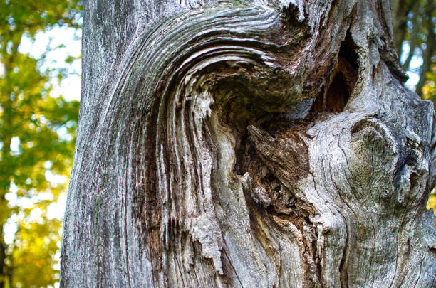 istock Excrescence on the tree trunk. Natural wood texture with a gray color 1057570210