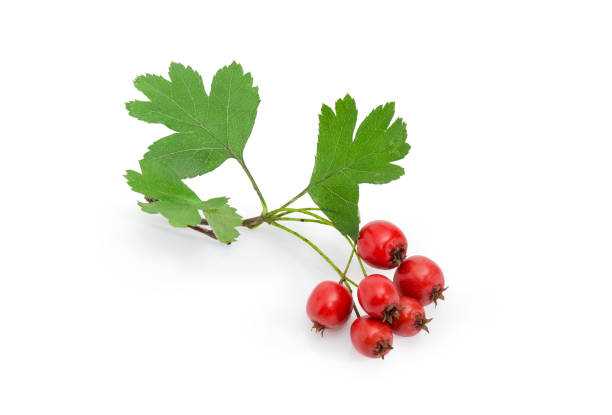 Ripe red fruits of the hawthorn on small branch on a white background
