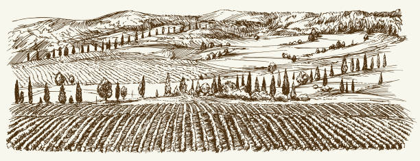 ilustraciones, imágenes clip art, dibujos animados e iconos de stock de panorámica del viñedo. panorama de paisaje del viñedo. - tuscany