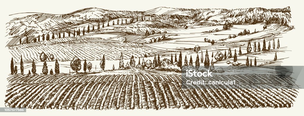 Vue du vignoble. Panorama de paysage de vignoble. - clipart vectoriel de Vignoble libre de droits