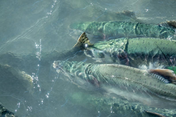 istock Salmon fish swimming up the river 1057577618