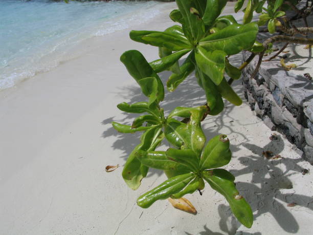 A macro shot of a green plant with a sandy beach, rocks and sea