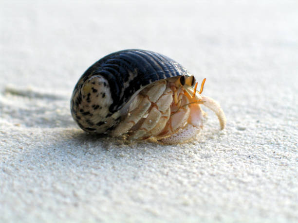 istock Small tropical hermit crab close up photo 1057578622