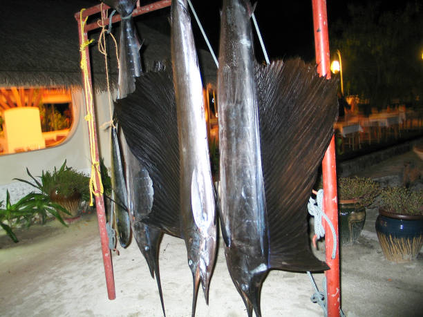 połów ryb oceanicznych wiszący na zewnątrz hotelowej restauracji - dog tooth tuna zdjęcia i obrazy z banku zdjęć
