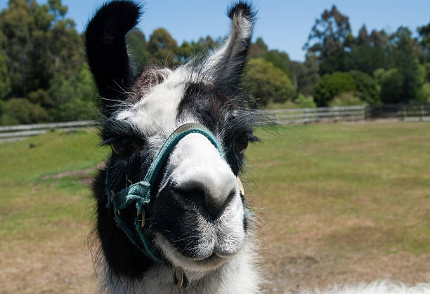istock Alpaca at the Zoo 105758156