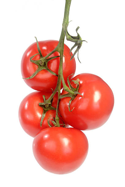 istock Truss of tomatoes 105758387