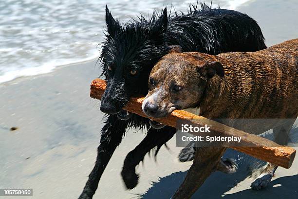 Perro En La Playa Foto de stock y más banco de imágenes de Agua - Agua, Aire libre, Almohadillas - Pata de animal