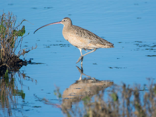 Long Billed Curlew Long Billed Curlew at Elkhorn Slough near Moss Landing, CA numenius americanus stock pictures, royalty-free photos & images