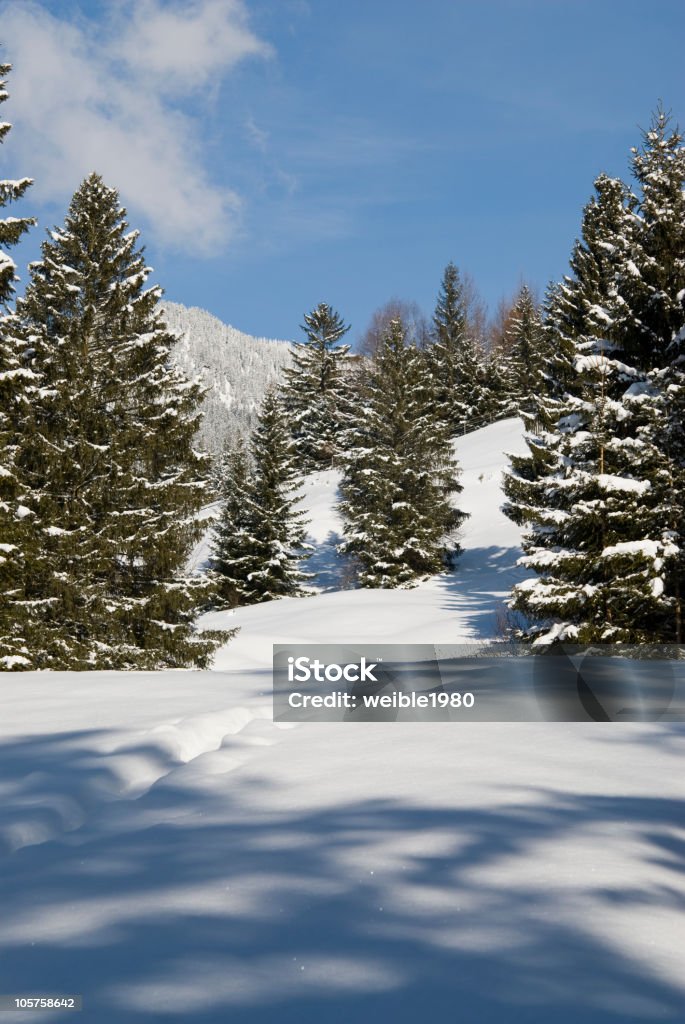 Winter Forest - Lizenzfrei Ast - Pflanzenbestandteil Stock-Foto