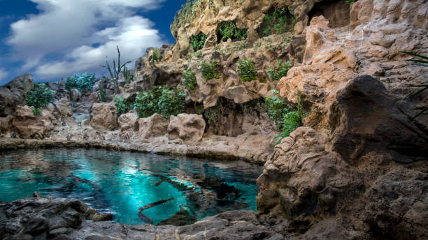 Nature water blue whit fish penguins mountain plants