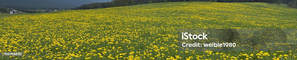 Frühling Blumen Feld - Lizenzfrei Agrarbetrieb Stock-Foto