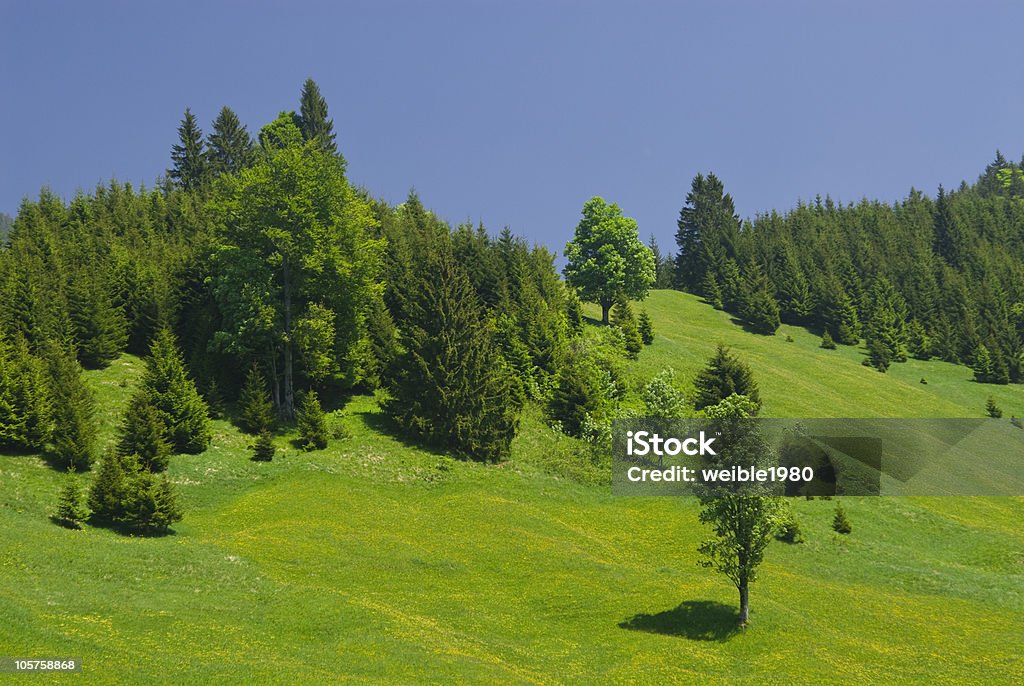 Com floresta e campos de colina - Royalty-free Planície Foto de stock