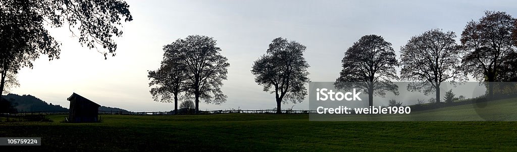 Bäume im Abendlicht - Lizenzfrei Amerikanische Linde Stock-Foto