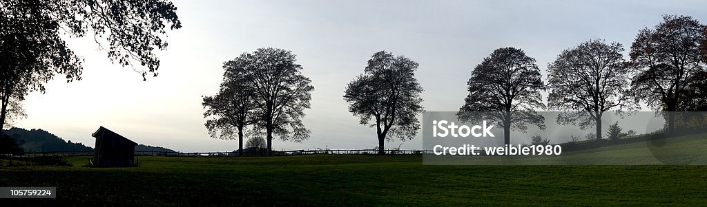 Деревья в вечерний свет - Стоковые фото Лаймовое дерево роялти-фри