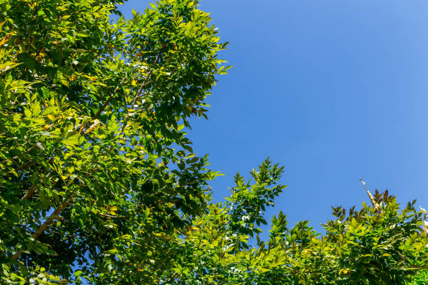 istock background of nature 1057593856