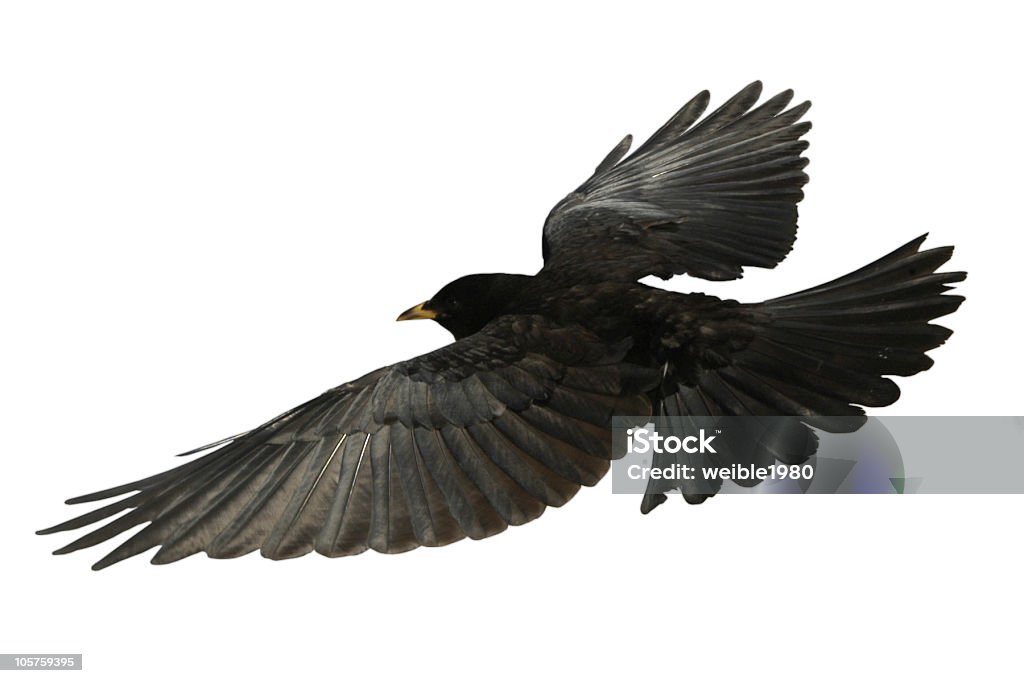 クロウ飛ぶ鳥の上から絶縁レイヴン - 鳥 カラスのロイヤリティフリーストックフォト