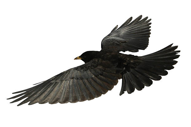 Crow Flying bird from above - isolated Raven  blackbird stock pictures, royalty-free photos & images