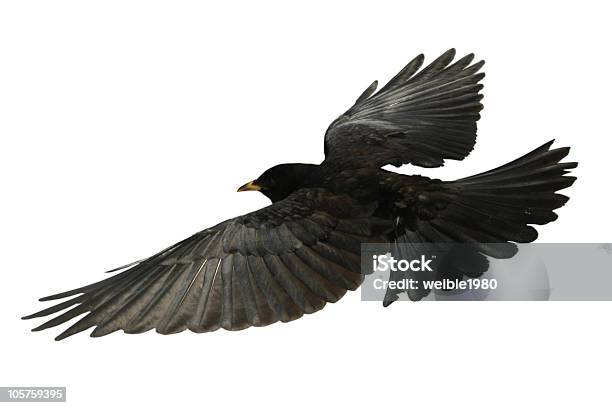 Crow Flying Bird From Above Isolated Raven Stock Photo - Download Image Now - Crow - Bird, Flying, Raven - Bird