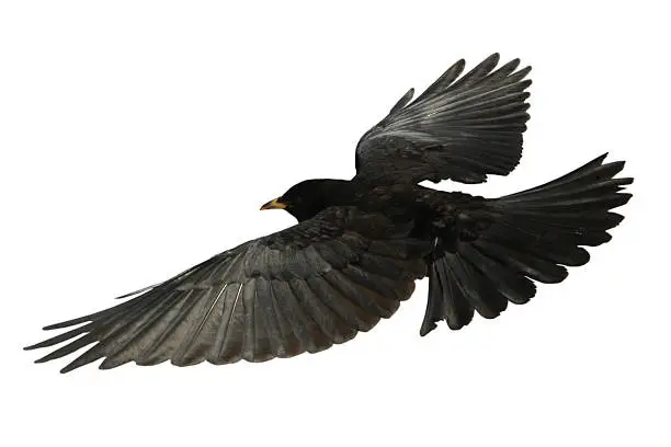 Photo of Crow Flying bird from above - isolated Raven
