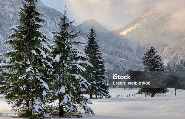 Winterbäume Stockfoto und mehr Bilder von Rotfiche - Rotfiche, Schnee, Tannenarten