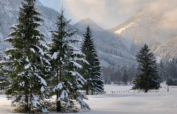 зимние деревья - noble fir стоковые фото и изображения